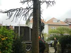 bomen rooien Helden